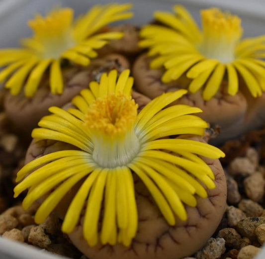 Lithops gracilidelineata ssp. brandbergensis C383 seeds