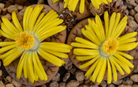 Lithops gracilidelineata ssp. brandbergensis C383 seeds