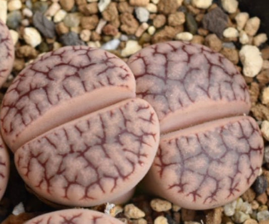 Lithops gracilidelineata ssp. brandbergensis C394 seeds