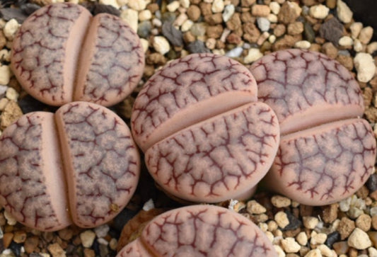 Lithops gracilidelineata ssp. brandbergensis C394 seeds
