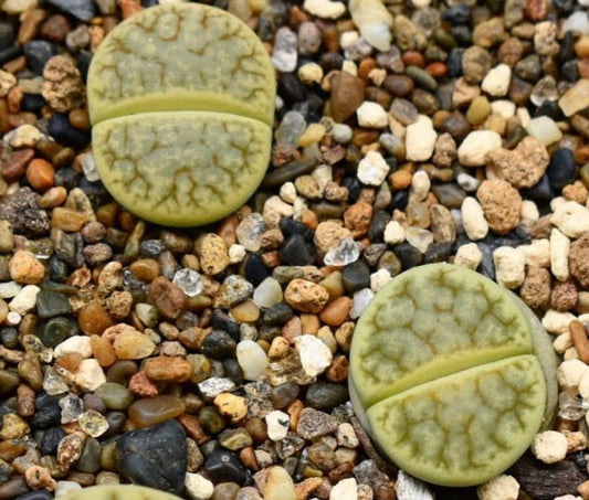 Lithops gracilidelineata ssp. brandbergensis 'Vertigo' seeds