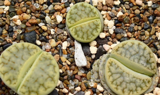 Lithops gracilidelineata ssp. brandbergensis 'Vertigo' seeds