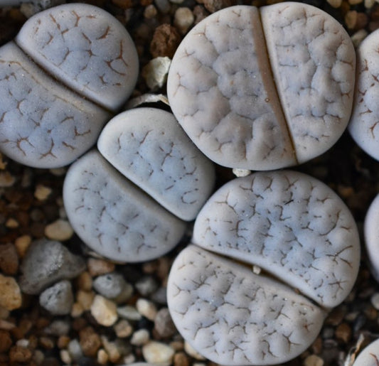 Lithops gracilidelineata ssp. gracilidelineata v. gracilidelineata C309 seeds