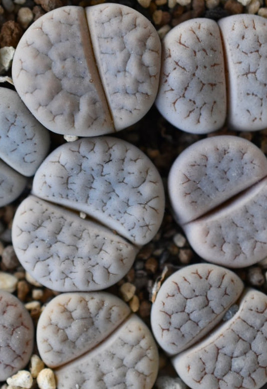 Lithops gracilidelineata ssp. gracilidelineata v. gracilidelineata C309 seeds