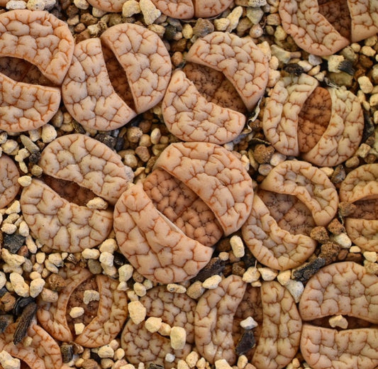 Lithops gracilidelineata ssp. gracilidelineata v. gracilidelineata C374 seeds