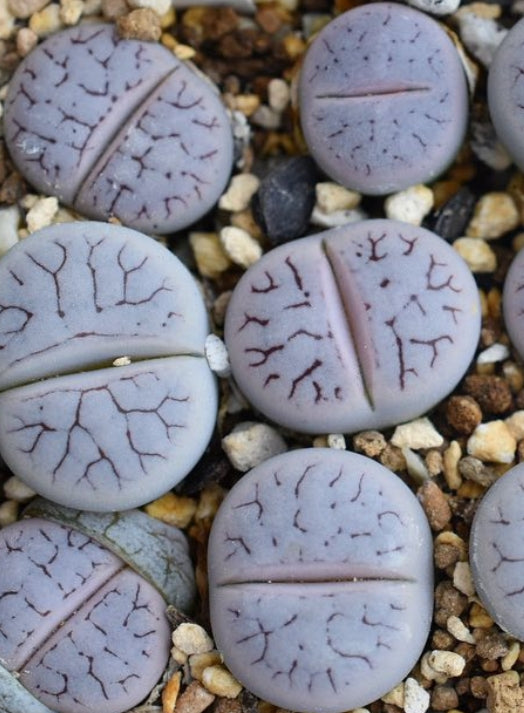Lithops gracilidelineata ssp. gracilidelineata v. gracilidelineata (syn. streyi) C373 seeds