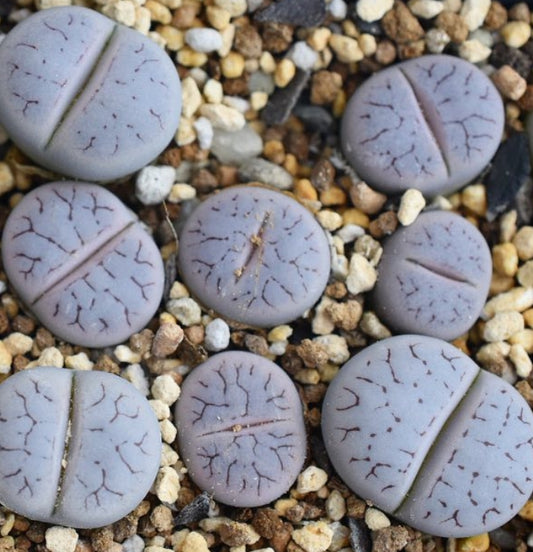 Lithops gracilidelineata ssp. gracilidelineata v. gracilidelineata (syn. streyi) C373 seeds
