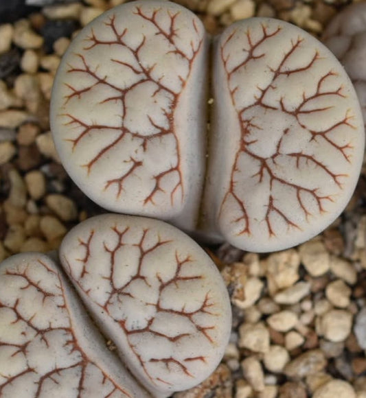 Lithops gracilidelineata ssp. gracilidelineata v. waldroniae C189 seeds