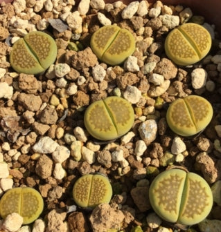 Lithops hallii v.ochracea Green Soapstone C111A seeds