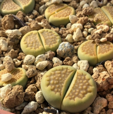 Lithops hallii v.ochracea Green Soapstone C111A seeds