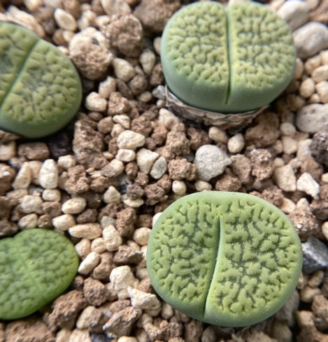 Lithops hookeri v. dabneri " Annarosa" seeds