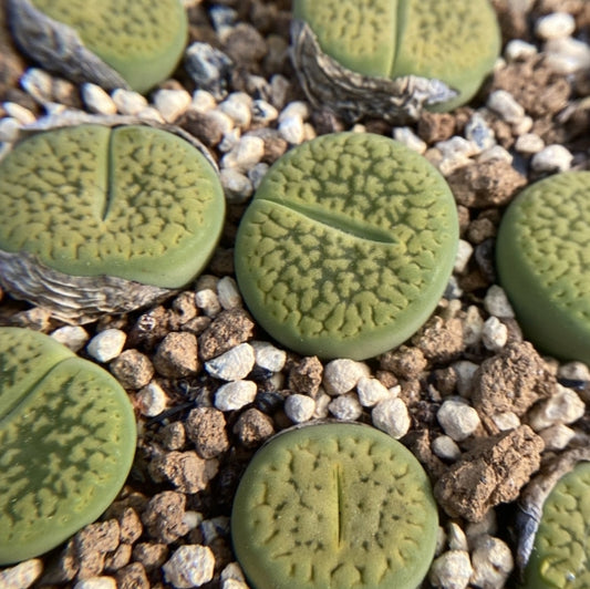 Lithops hookeri v. dabneri " Annarosa" seeds