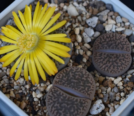 Lithops hookeri v. dabneri C301 seeds