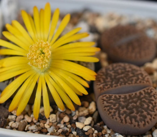 Lithops hookeri v. dabneri C301 seeds
