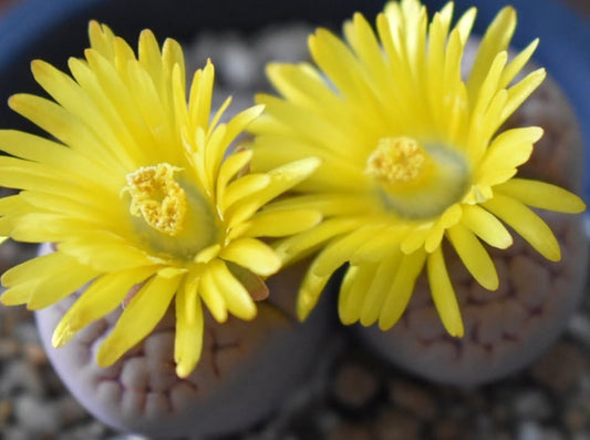 Lithops hookeri v. lutea C38 seeds