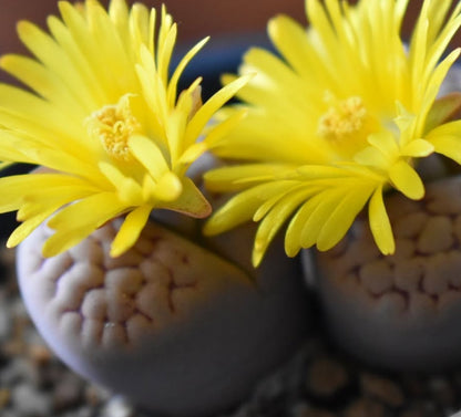 Lithops hookeri v. lutea C38 seeds
