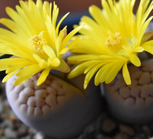 Lithops hookeri v. lutea C38 seeds