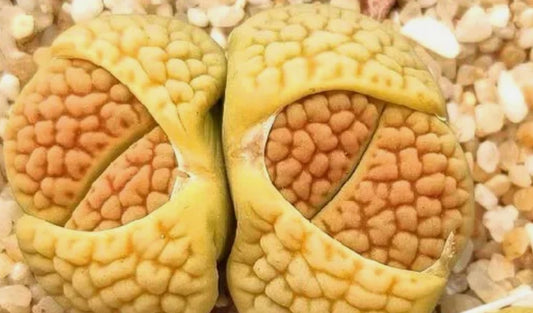 Lithops hookeri v.lutea 'Aubarede' C38a seeds