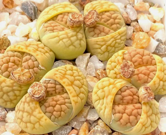 Lithops hookeri v.lutea 'Aubarede' C38a seeds