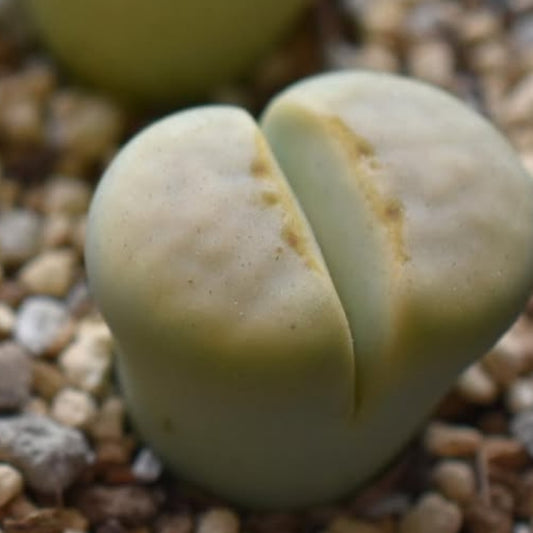 Lithops julii ssp. julii ‘Peppermint Crème’ C297A seeds
