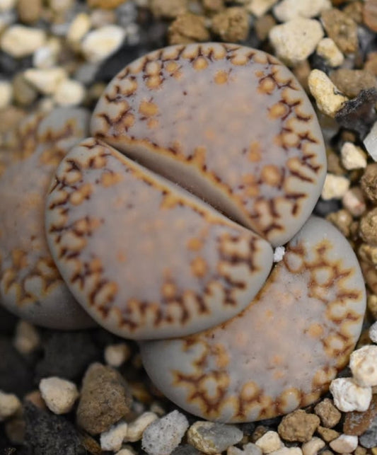 Lithops julii var. rouxii seeds