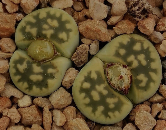 Lithops karasmontana 'Lerichegreen' seeds