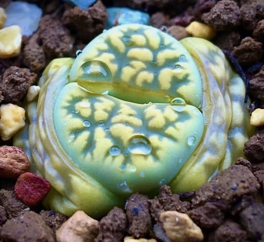 Lithops karasmontana 'Lerichegreen' seeds