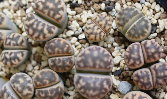 Lithops karasmontana sap. bella seeds