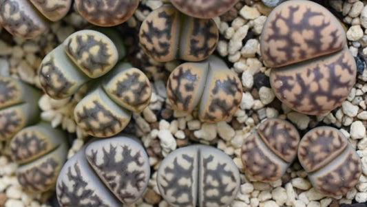 Lithops karasmontana sap. bella seeds