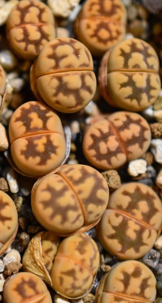 Lithops karasmontana ssp. bella C285﻿ seeds