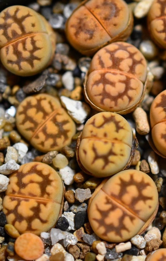 Lithops karasmontana ssp. bella C285﻿ seeds