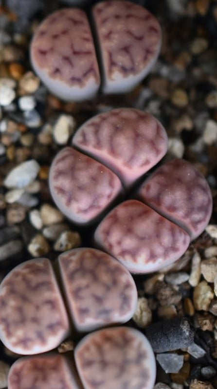 Lithops karasmontana ssp. eberlanzii C208 seeds