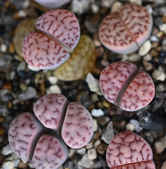 Lithops karasmontana ssp. eberlanzii C208 seeds