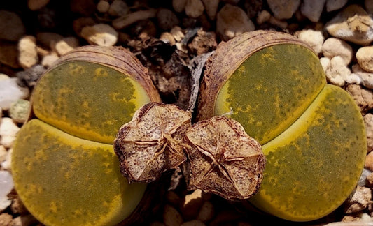 Lithops lesliei 'Inca gold' seeds