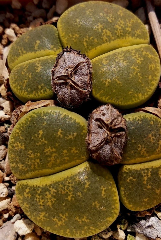 Lithops lesliei 'Inca gold' seeds