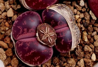 Lithops lesliei 'Jambourree' seeds