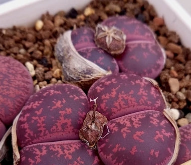 Lithops lesliei 'Jambourree' seeds
