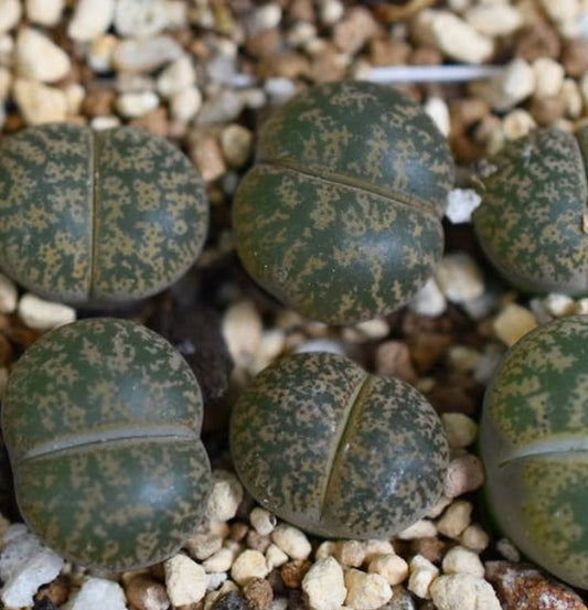 Lithops lesliei (luteoviridis) C20 seeds