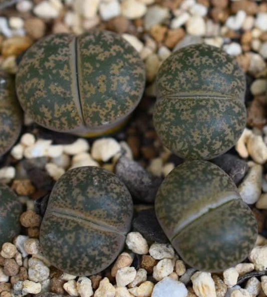 Lithops lesliei (luteoviridis) C20 seeds