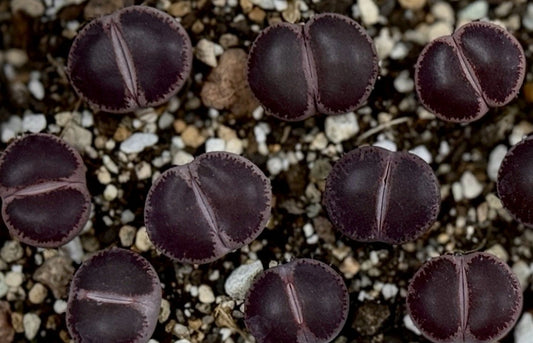 Lithops lesliei "Cherry" F3 ex Shimada seeds