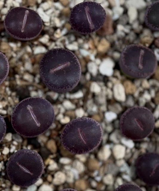 Lithops lesliei "Cherry" F3 ex Shimada seeds