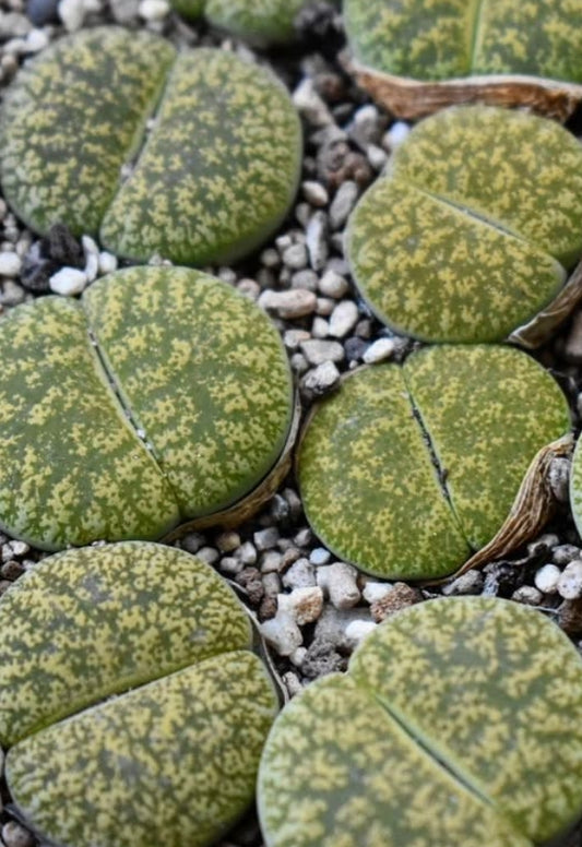 Lithops lesliei ssp. lesliei v. venteri "Ventergreen" seeds