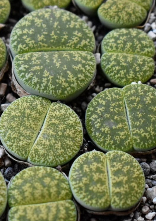 Lithops lesliei ssp. lesliei v. venteri "Ventergreen" seeds
