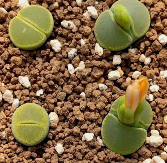Lithops lesliei subsp.var. lesliei 'Green Top' seeds