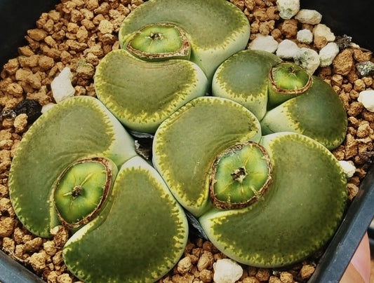 Lithops lesliei subsp.var. lesliei 'Green Top' seeds