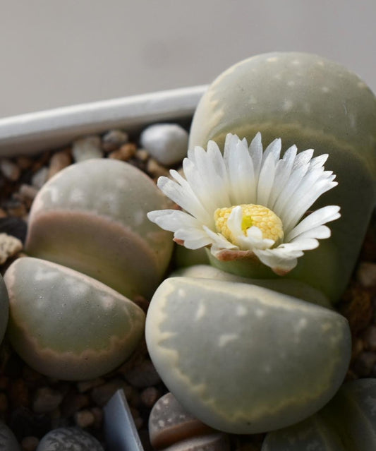Lithops marmorata RET415 seeds