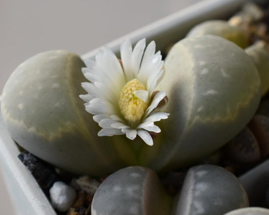 Lithops marmorata RET415 seeds