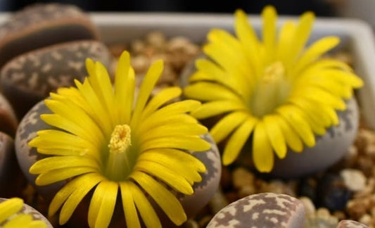 Lithops naureeniae C304 seeds