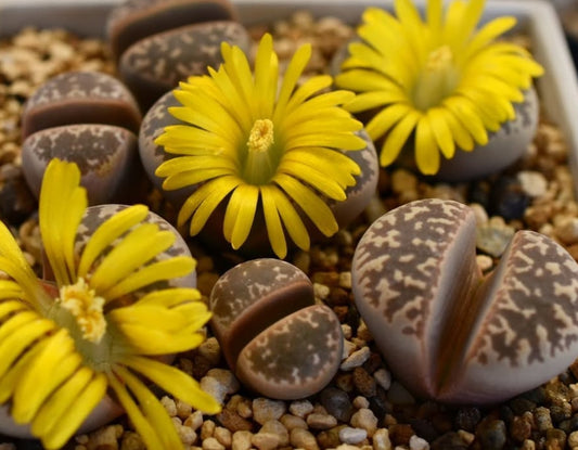 Lithops naureeniae C304 seeds