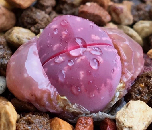 Lithops olivacea v. nebrownii 'Red olive' seeds